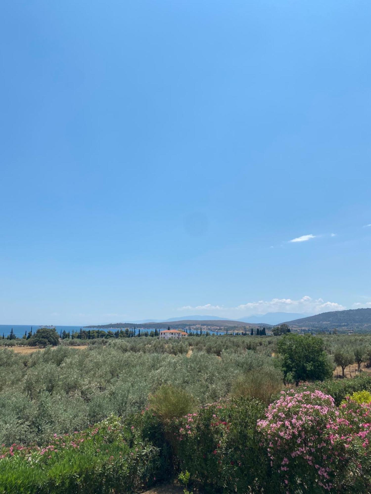 Georges Villa Galaxidi, Family, Pool And Garden Eksteriør billede