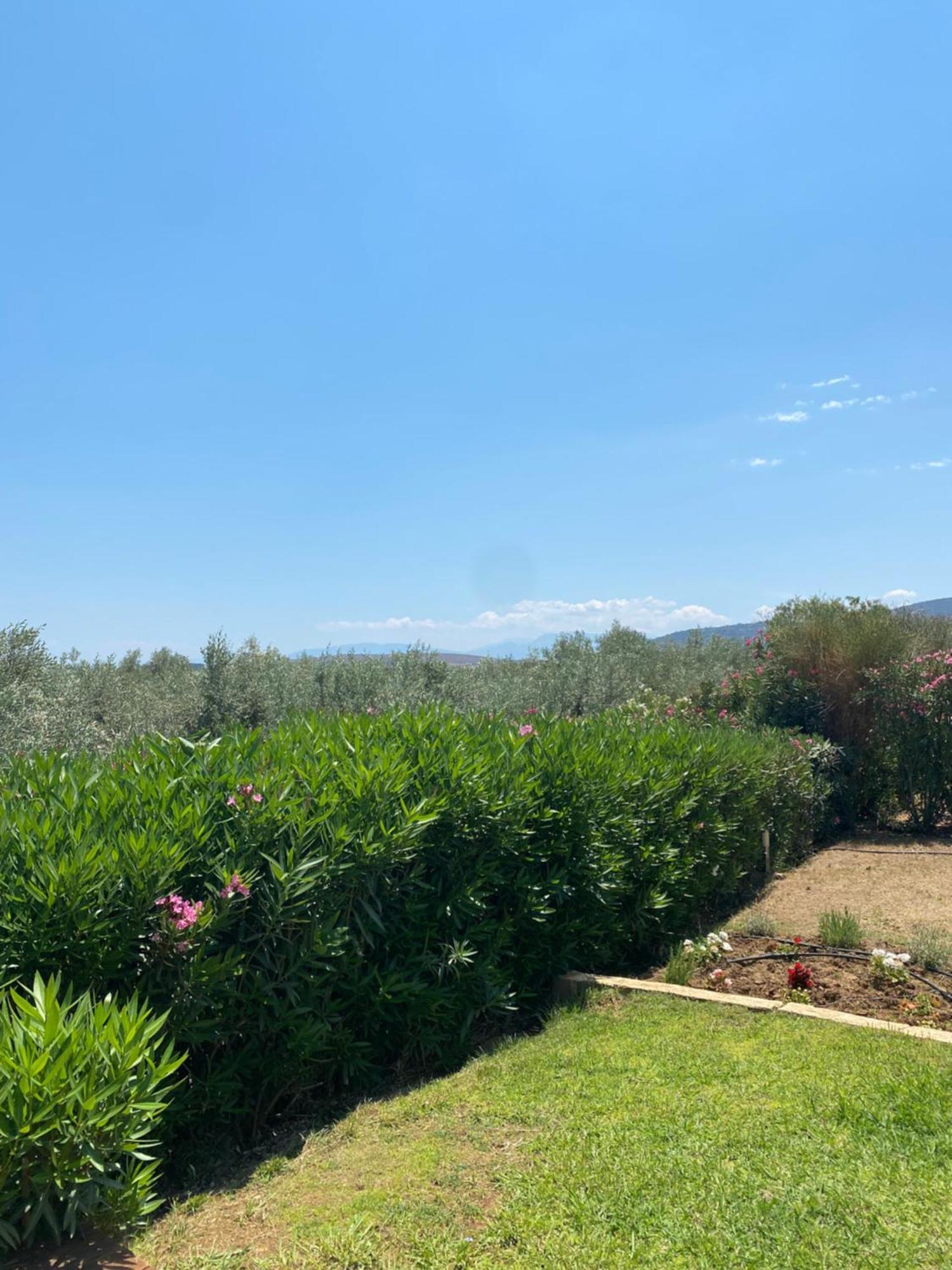 Georges Villa Galaxidi, Family, Pool And Garden Eksteriør billede